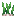 巴西圆蒜