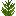 菠萝苗