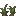 洞穴萝卜