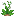 野生大蒜