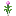 野生大蒜