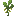 野生大豆