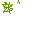 蔓越莓植株